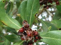 Pittosporum viridiflorum split fruit capsules 